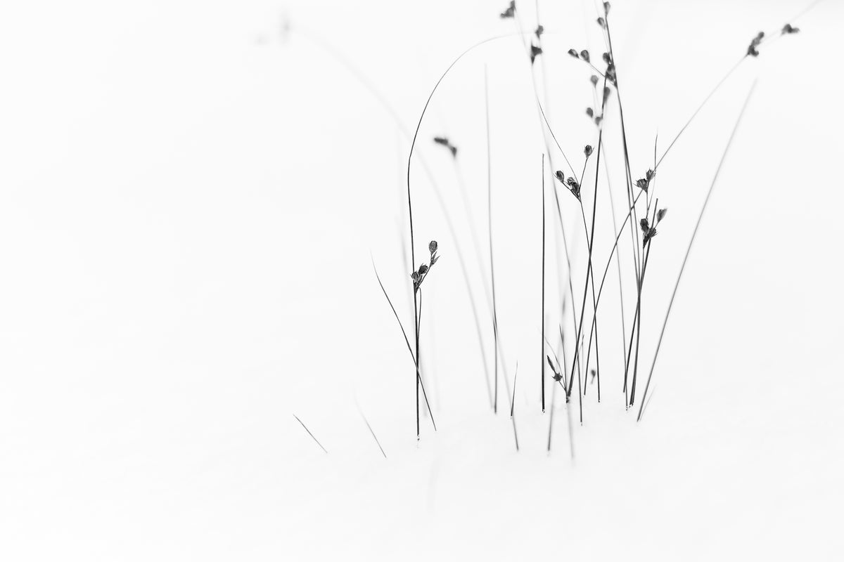 aluminium-print-black-on-white