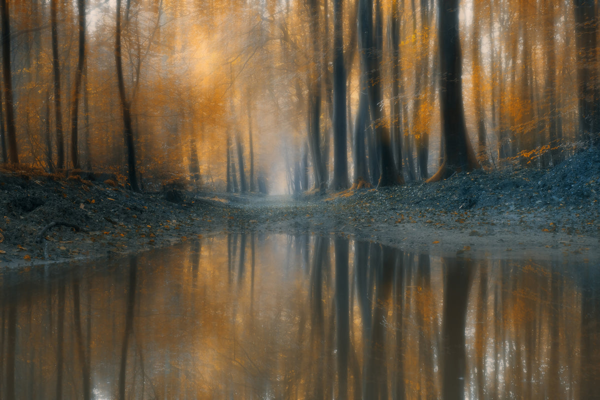 poster-print-the-woods-x