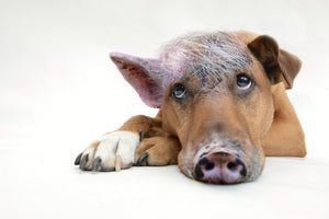 3-piece-aluminium-print-the-funny-pig-dog