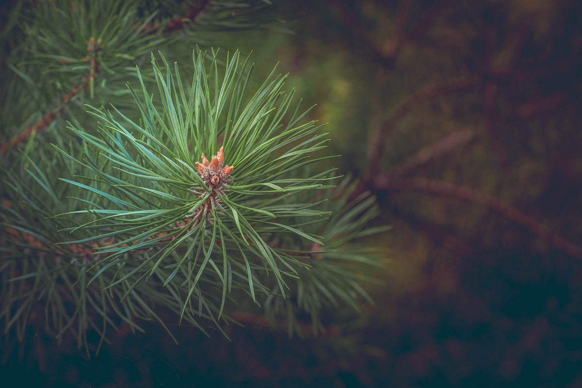 poster-print-pine-tree-close-up