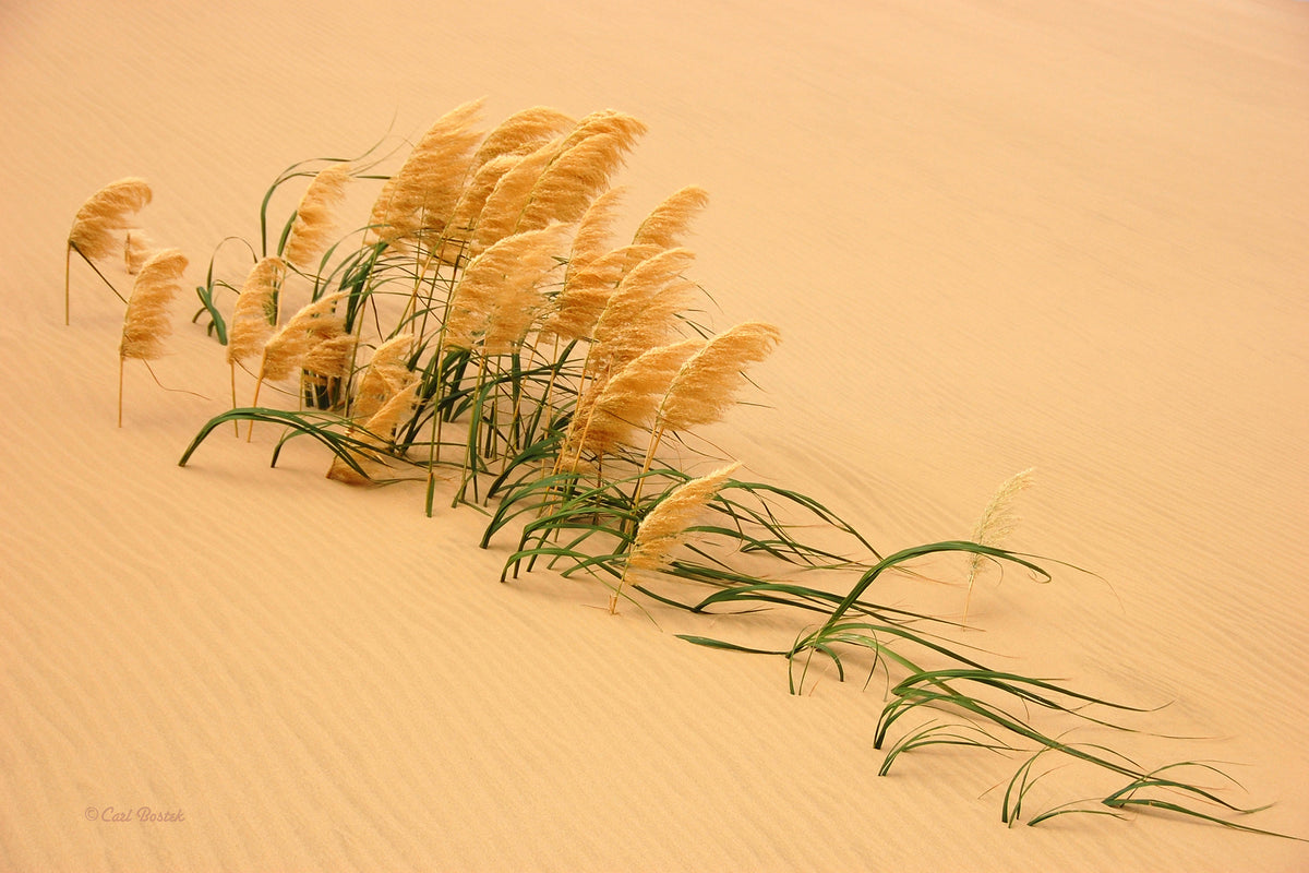 aluminium-print-pampas-grass-in-sand-dune-x
