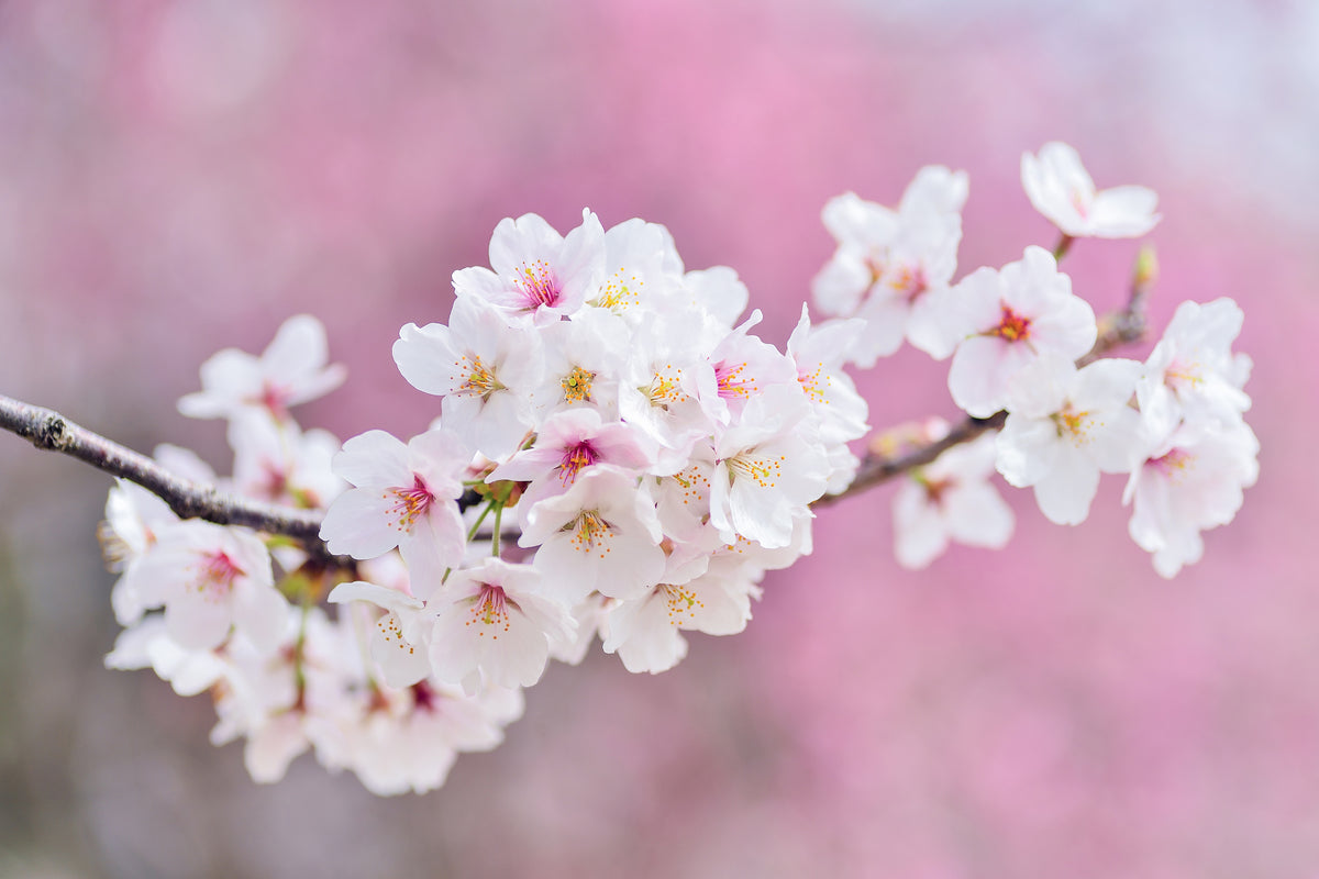 framedposter-print-cherry-blossoms-xxl