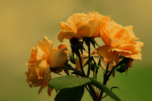 aluminium-print-the-roses-in-nature