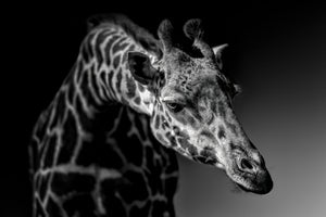aluminium-print-giraffe-x