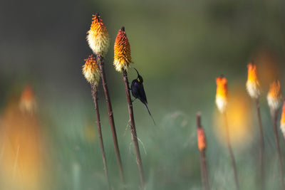 poster-print-tacazze-sunbird-x