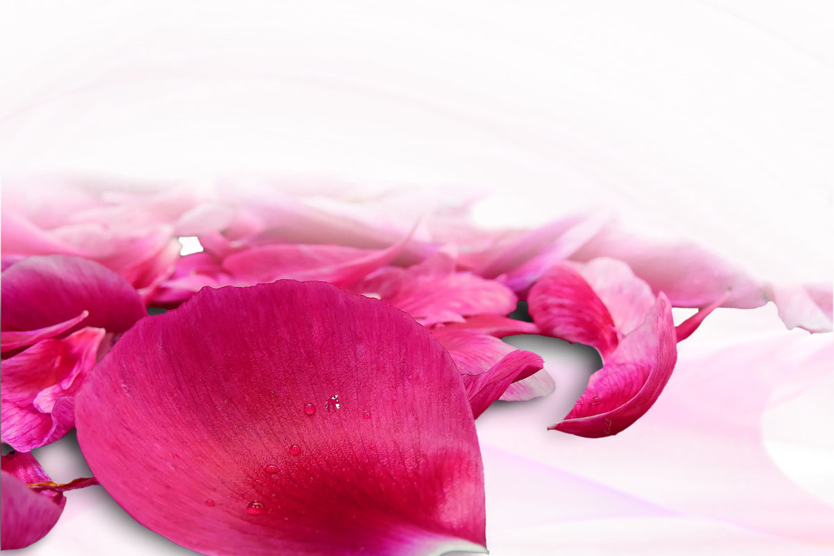 3-piece-canvas-print-rose-petals-in-pink-iii