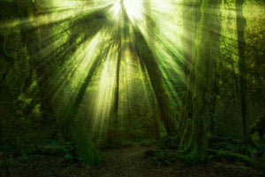 canvas-print-the-miracle