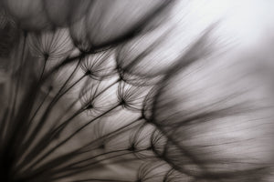modern-3-piece-canvas-print-dandelion-p