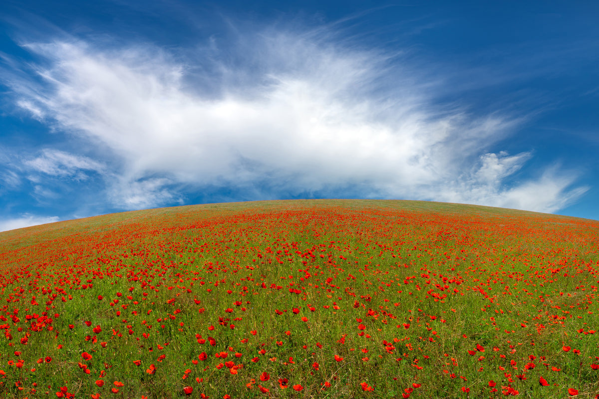framedposter-print-red-poppies