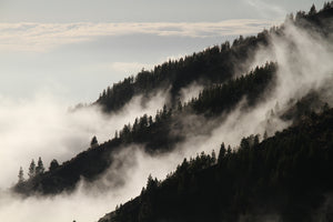 framedcanvas-print-fog-in-the-woods