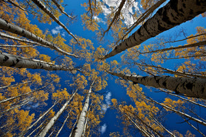 aluminium-print-aspen-s-fall-x