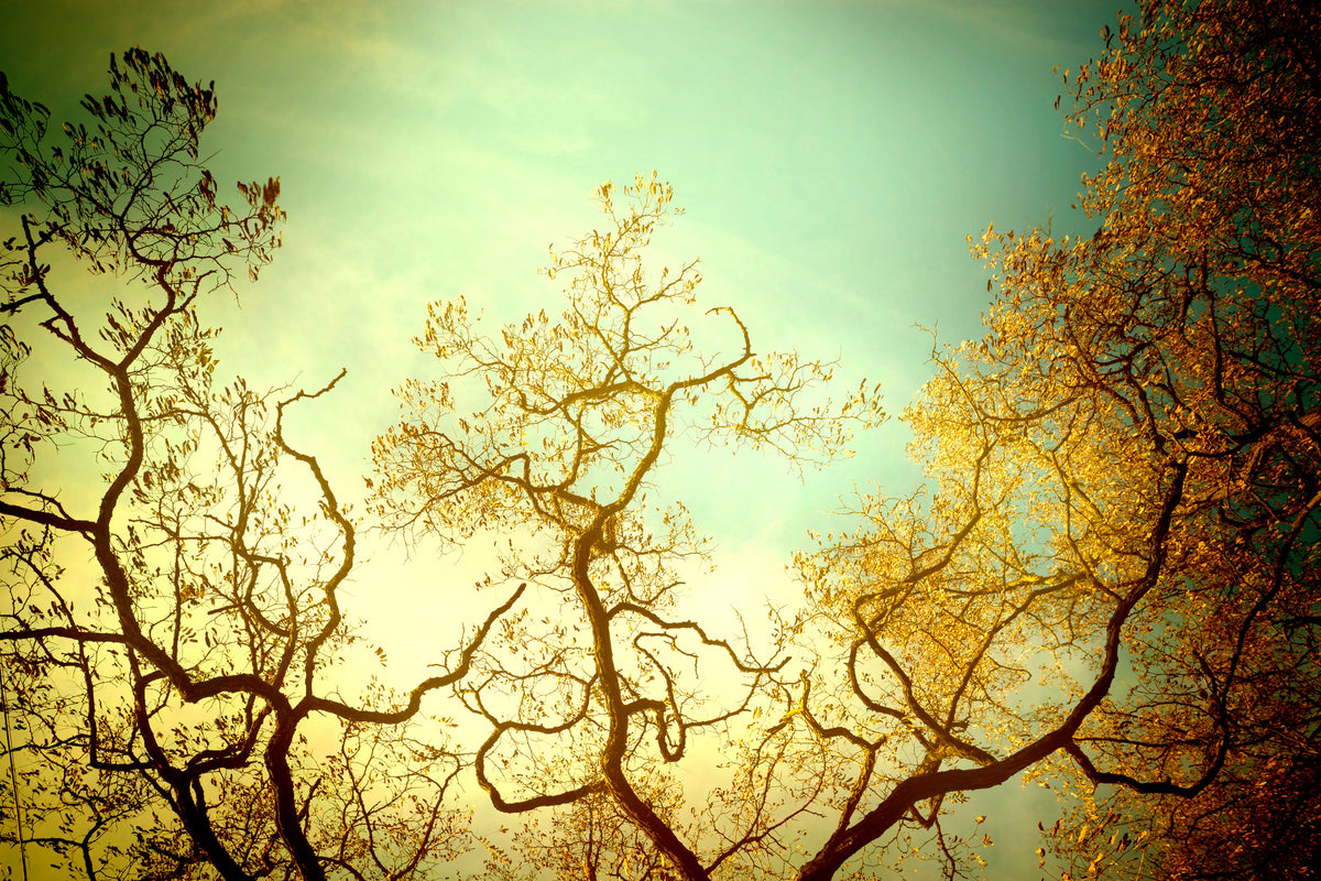 canvas-print-autumn-trees-ii