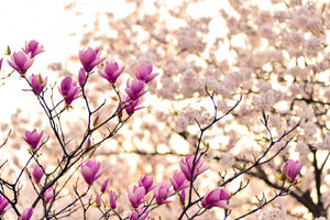 3-piece-acrylic-print-beautiful-magnolia-xl