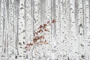 canvas-print-from-white