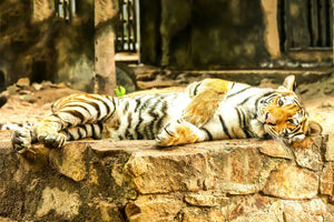 canvas-print-the-siberian-tiger