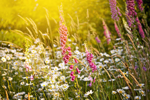 canvas-print-summer-flower-meadow