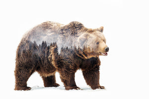 framedposter-print-bear-x