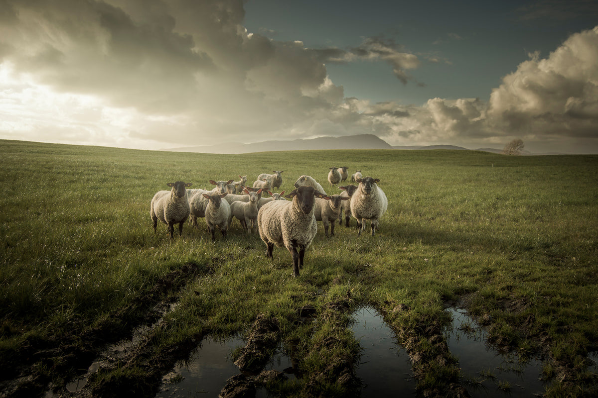 framedcanvas-print-sheep-x