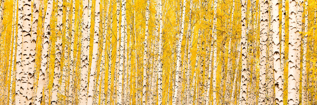 panoramic-aluminium-print-the-birch-forest-in-autumn-panorama