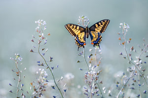 poster-print-swallowtail-beauty