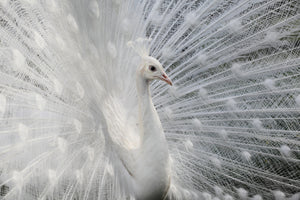 canvas-print-as-white-as-snow