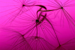framedposter-print-dandelion-in-pink