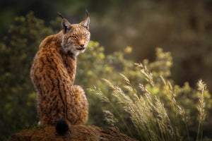 canvas-print-lynx-fine-art-x