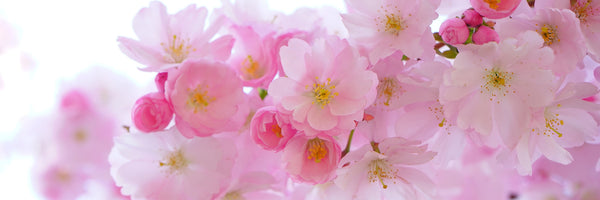 panoramic-3-piece-aluminium-print-japanese-cherry-blossom-xl-panorama