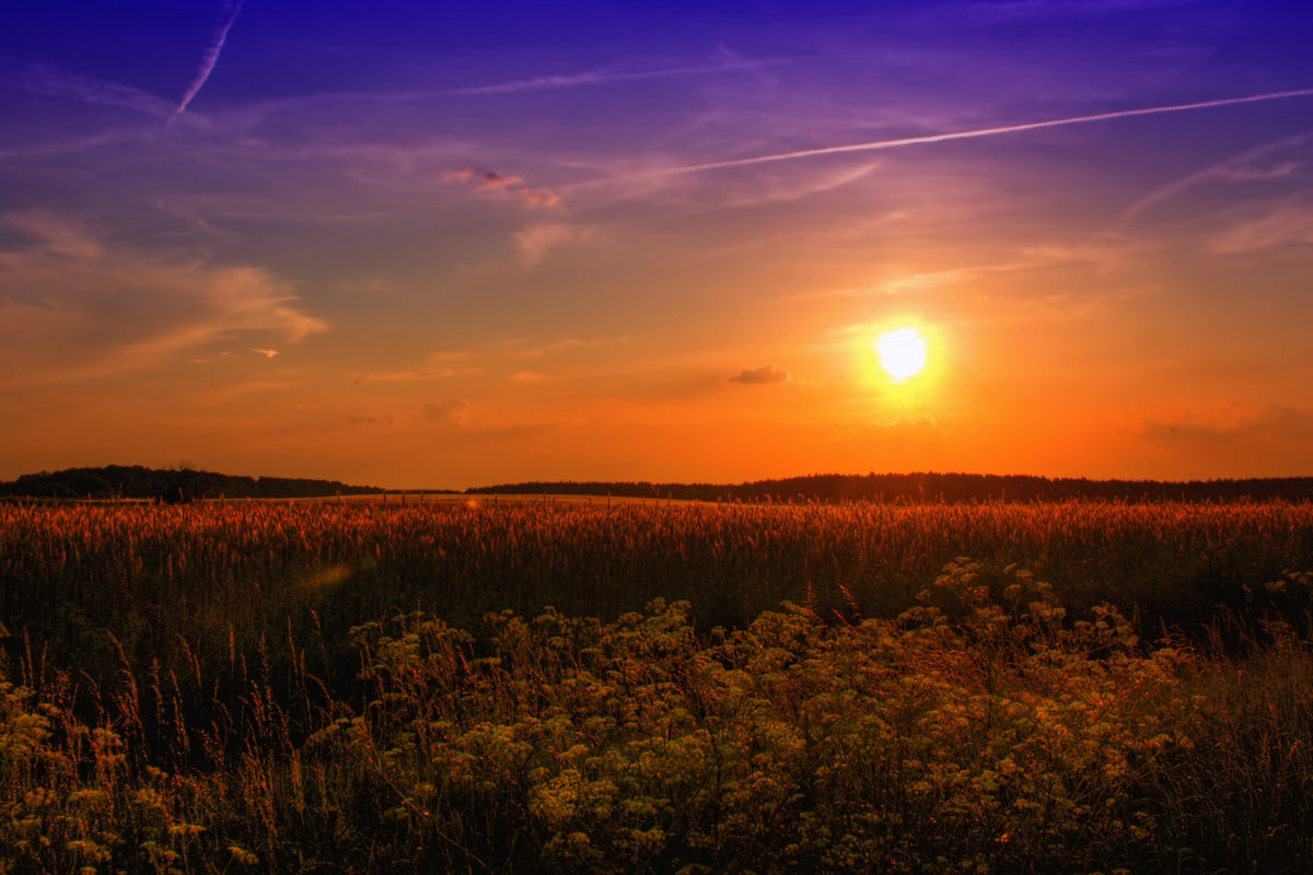 modern-3-piece-acrylic-print-sunset-at-the-flower-field