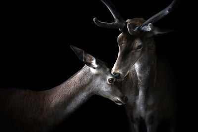poster-print-tenderness-x