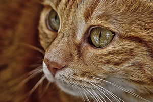 3-piece-acrylic-print-close-up-cat39s-head