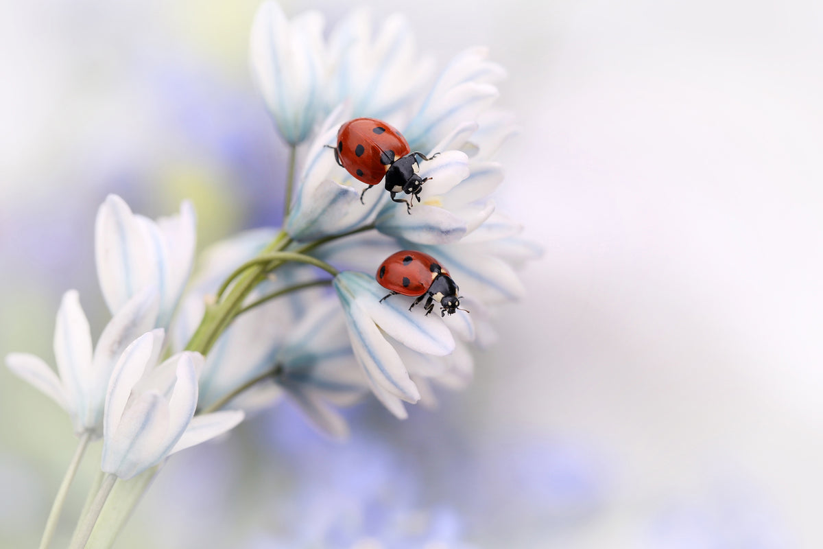 modern-3-piece-canvas-print-ladybirds