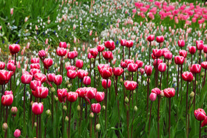 modern-3-piece-acrylic-print-wild-tulip-field