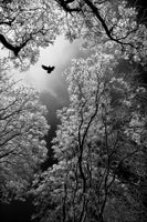 canvas-print-flight-x