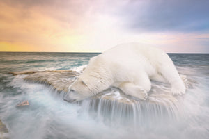 poster-print-the-polar-bear-and-the-sea