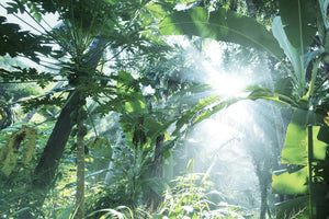aluminium-print-jungle-star