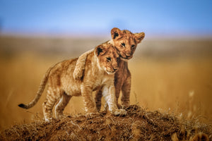 3-piece-acrylic-print-brothers-for-life