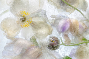 framedcanvas-print-anemone-frost-x
