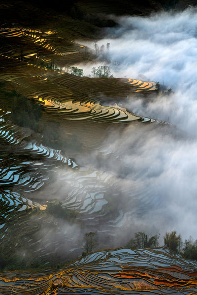 poster-print-colorful-rice-terraces