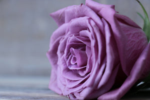 poster-print-rose-in-purple-xxl