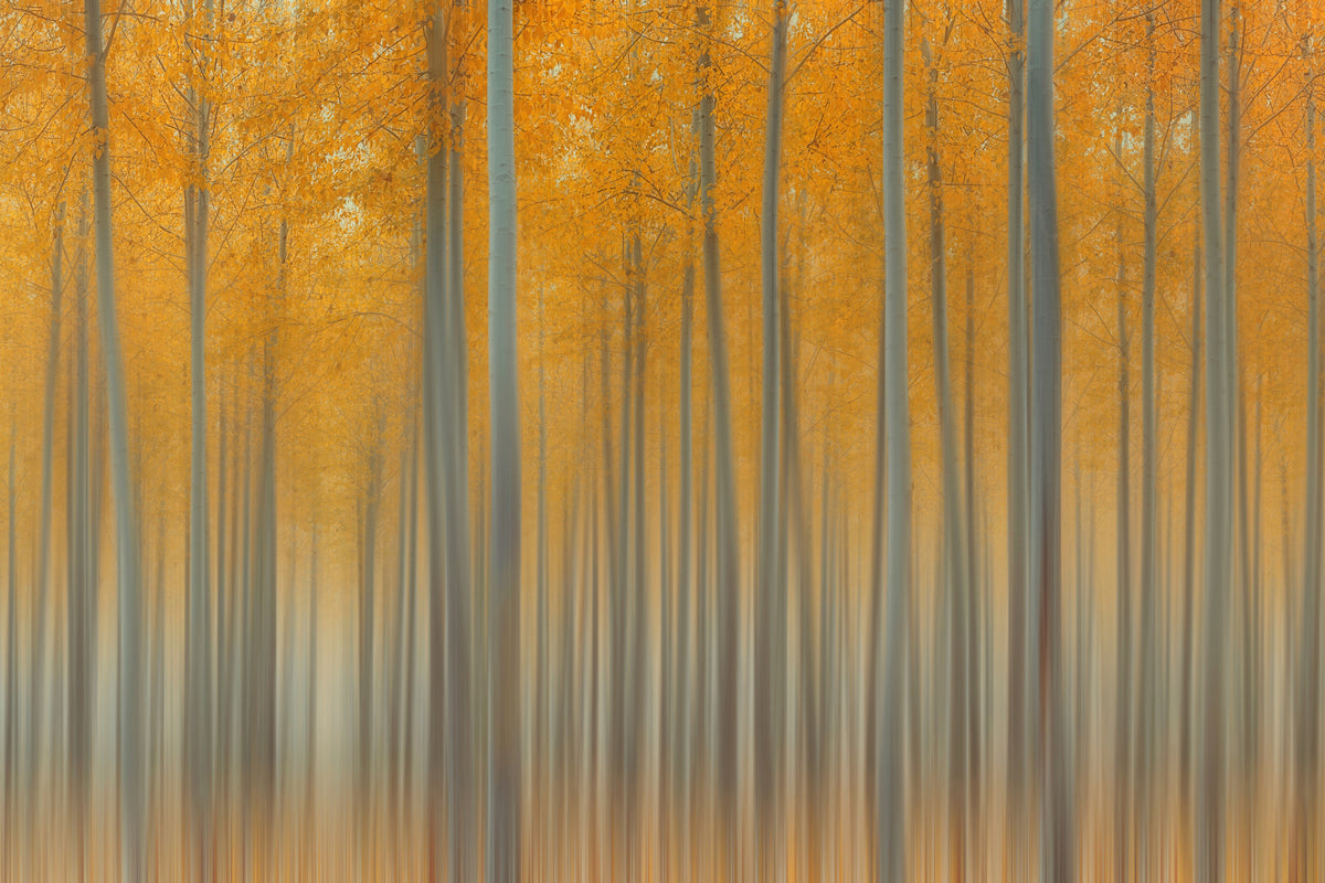 3-piece-aluminium-print-autumn-delight-ii