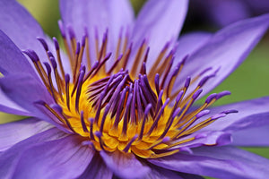 3-piece-acrylic-print-xxl-water-lily-in-purple