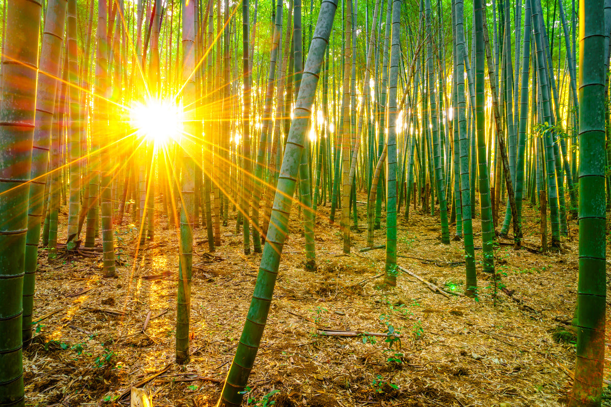 poster-print-bamboos