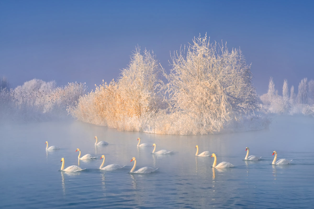 framedposter-print-swan-lake-xge