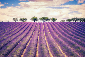 framedposter-print-the-lavender-field-ii