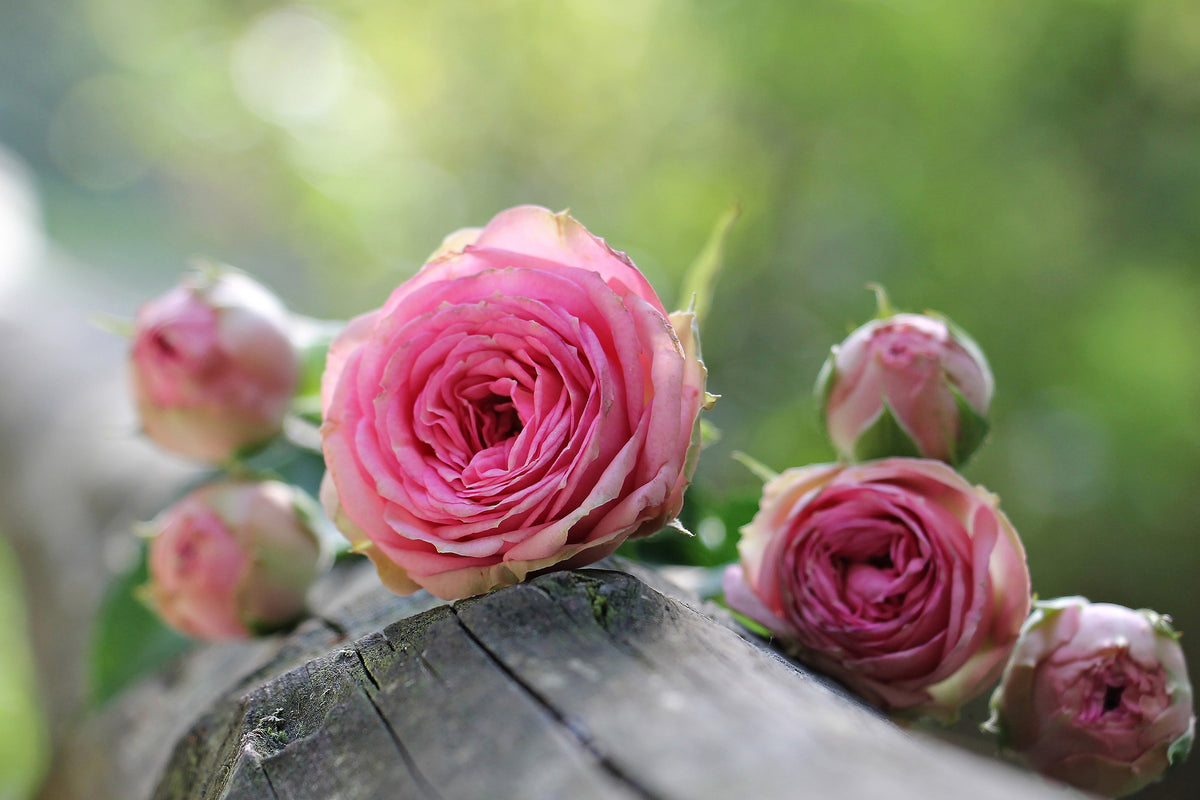 3-piece-aluminium-print-bush-roses