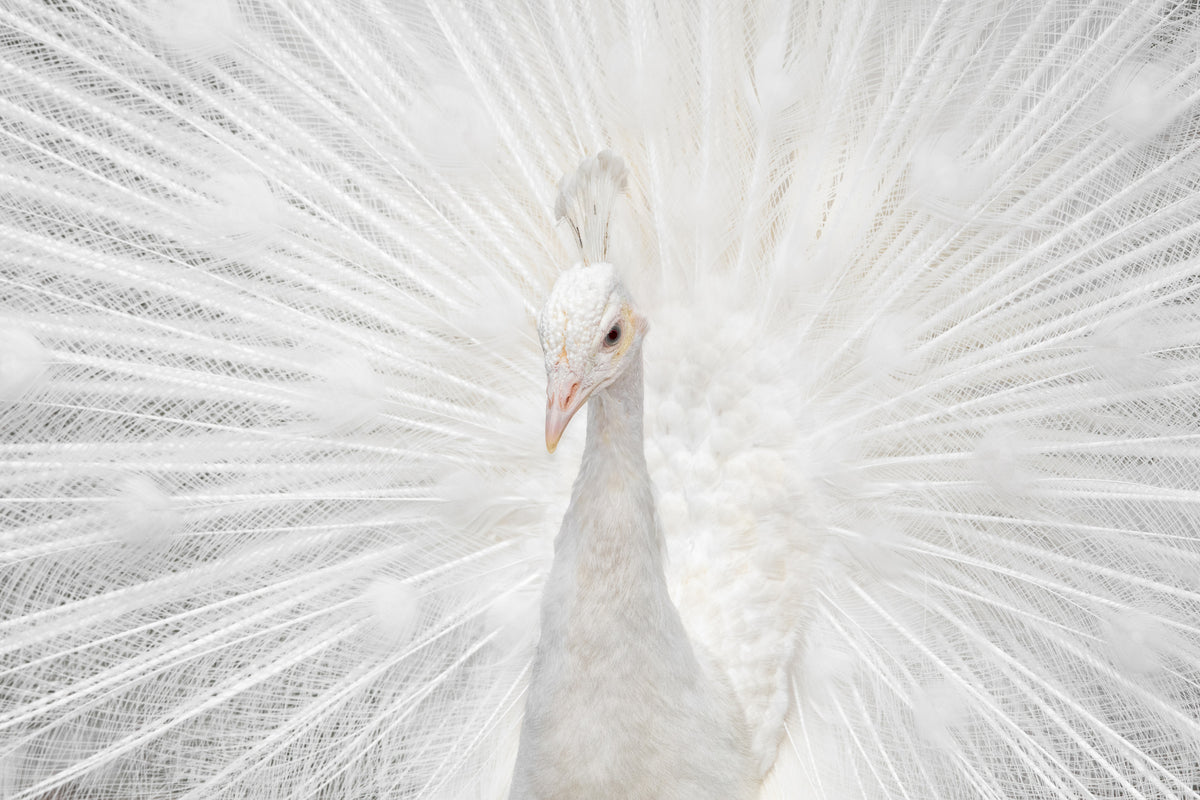 canvas-print-splendid-whitie