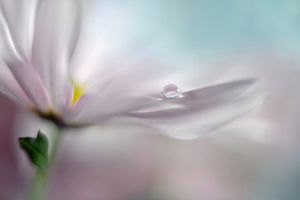 acrylic-print-where-dreams-come-true