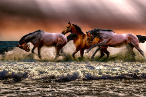 3-piece-acrylic-print-freedom-for-horses