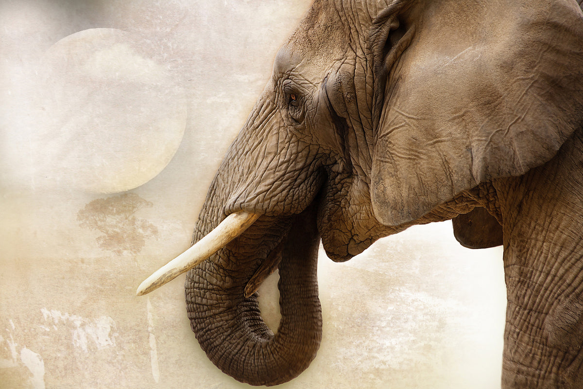 framedcanvas-print-portrait-of-an-elephant